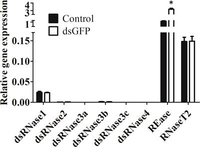 dsRNase1 contribution to dsRNA degradation activity in the Sf9 cells conditioned medium